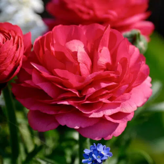 Bulbes Renoncules Tomer Rose foncé cal 05-06 les 100