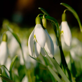 Bulbes Perce Neige Galanthus Nivalis 05/06 les 100