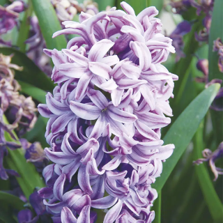 Bulbes Jacinthe Splendid Cornelia 15/+