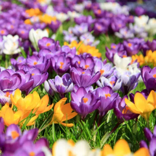 Bulbes Mélange Crocus Méca'flore  les 1000